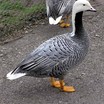 Emperor Goose
